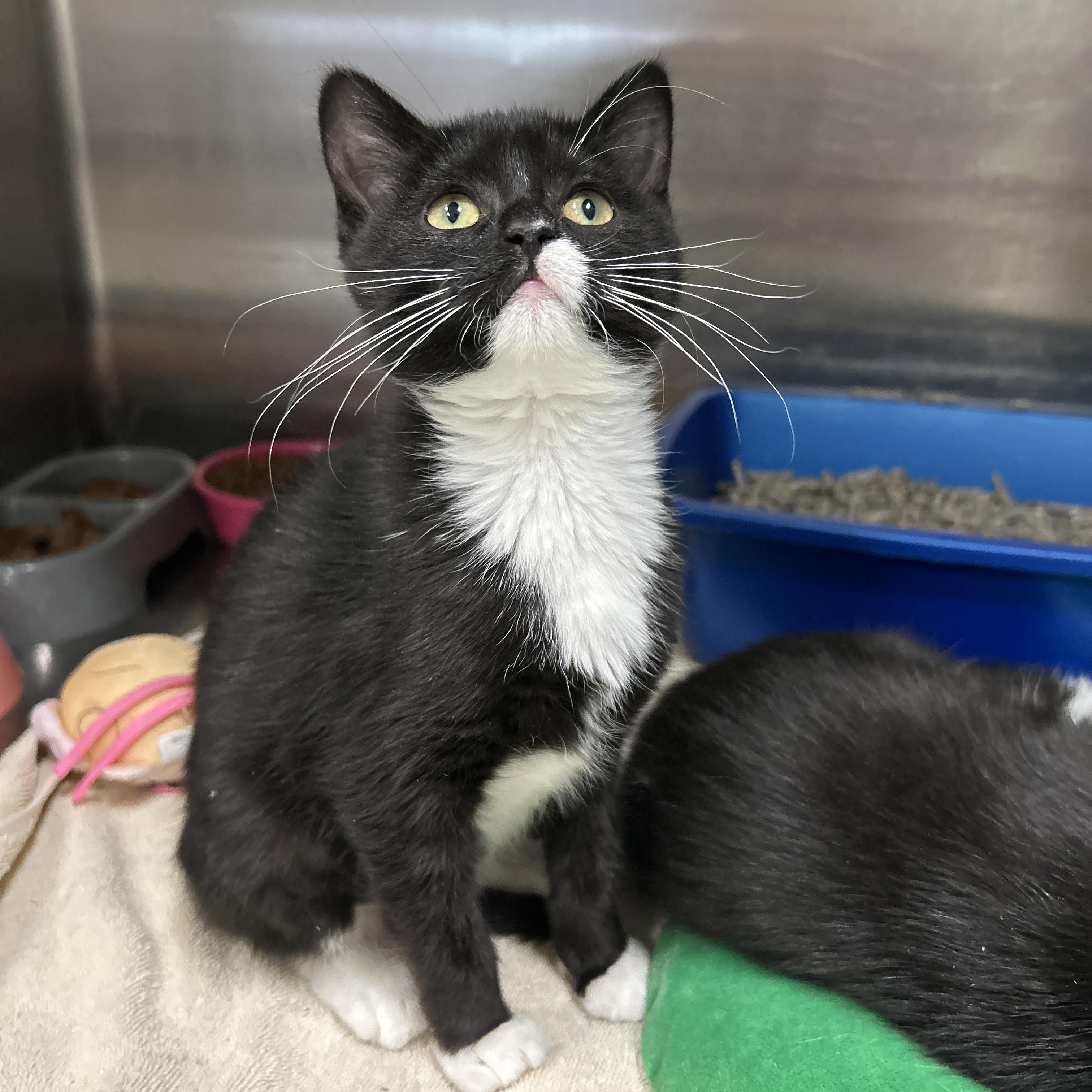 Enlarge Narnia Kitten 1 of 3, an adopted Tuxedo in La Grange Park, IL image 2/4