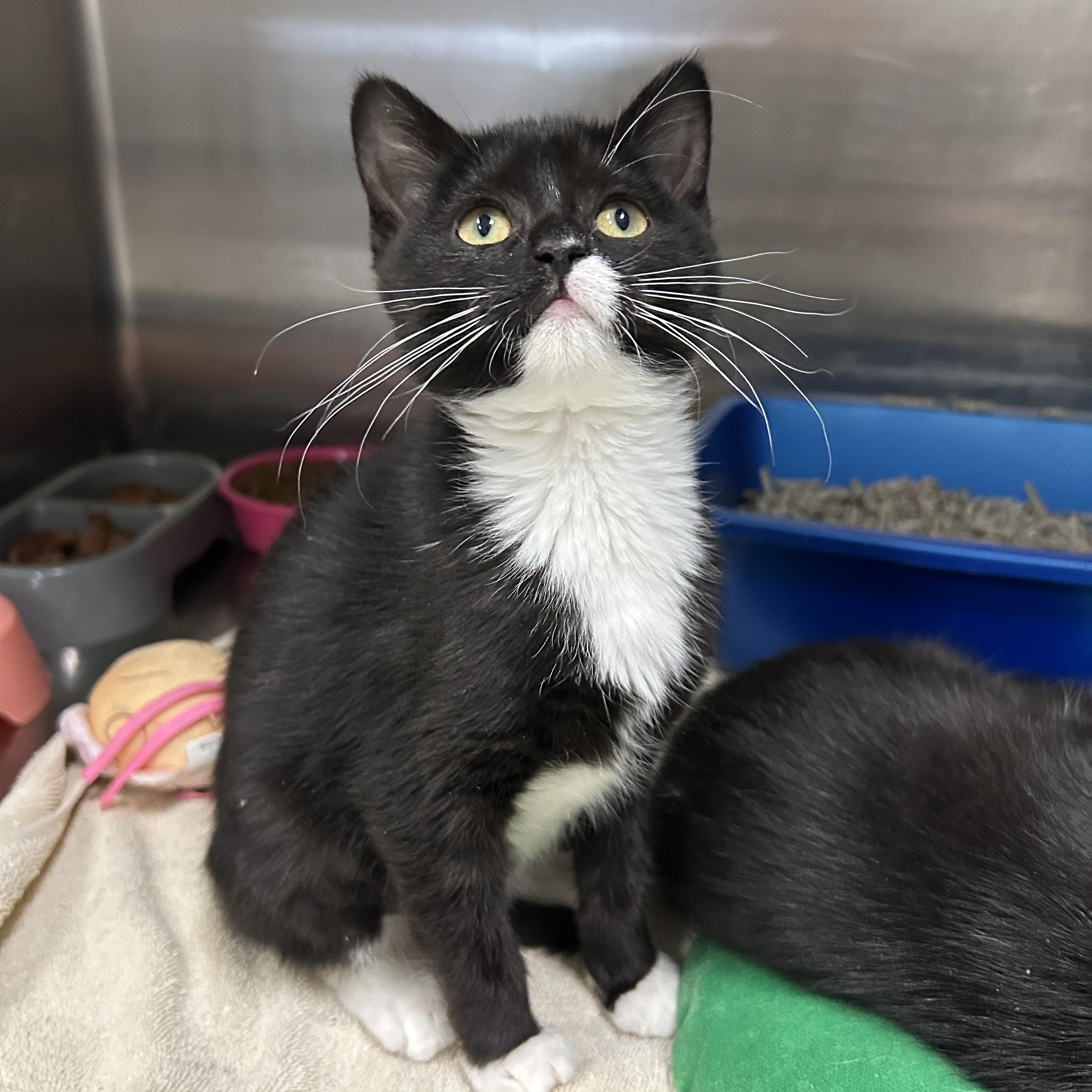 Enlarge Narnia Kitten 1 of 3, an adopted Tuxedo in La Grange Park, IL image 3/4