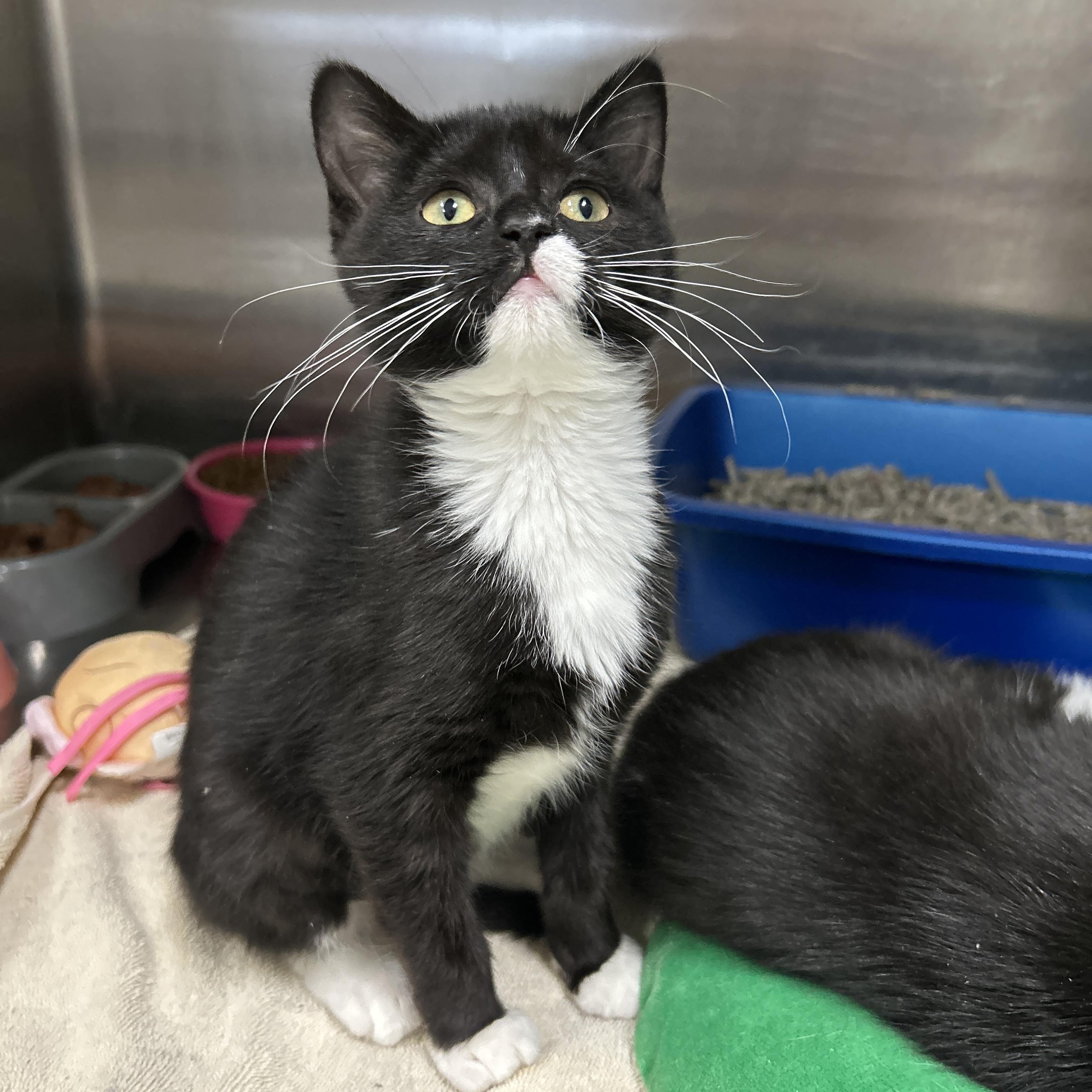 Enlarge Narnia Kitten 1 of 3, an adopted Tuxedo in La Grange Park, IL image 1/4