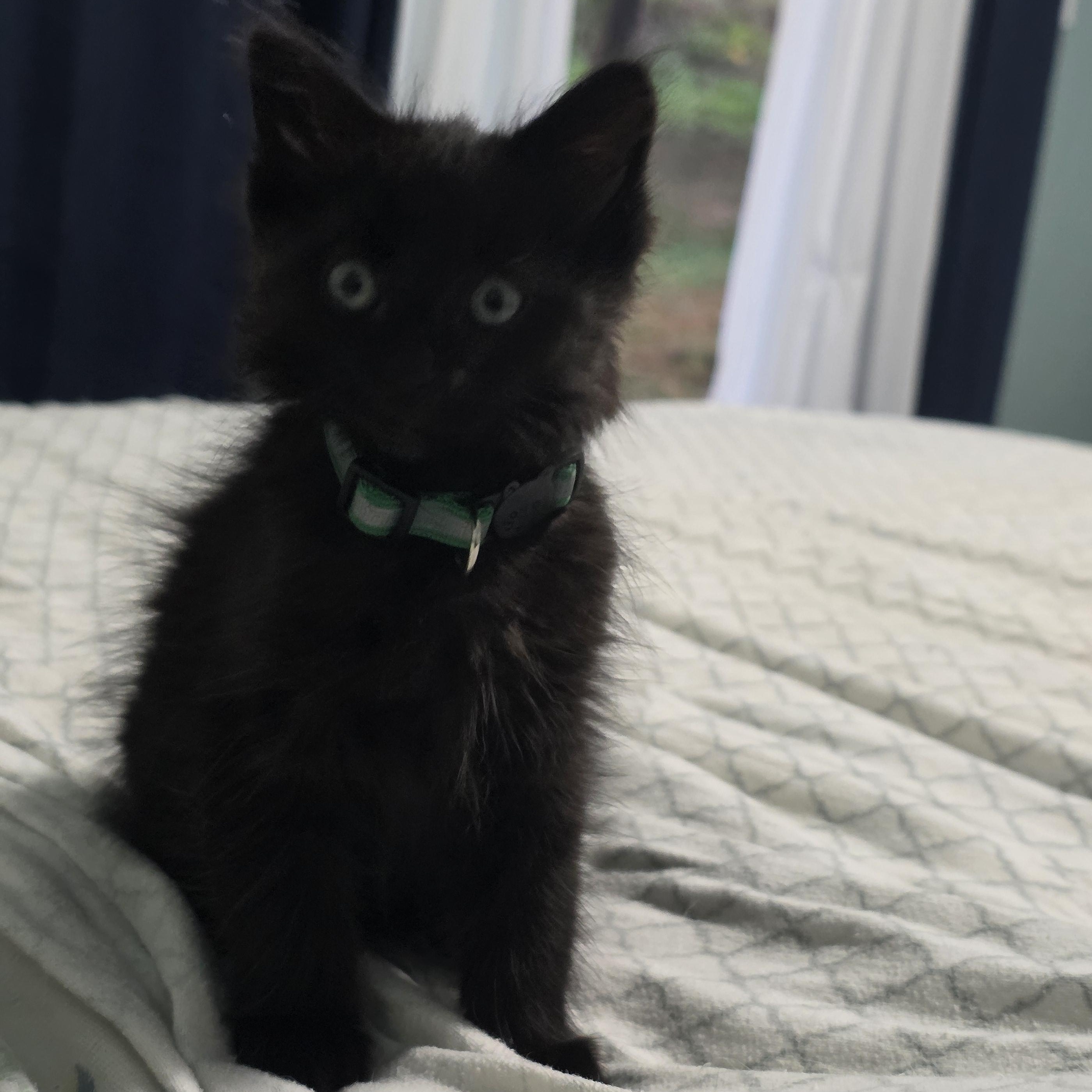 Sprout