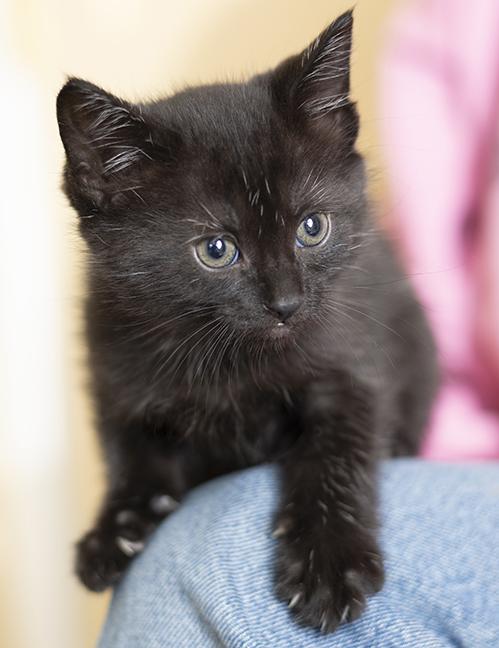 Enlarge Pepper, a ADOPTABLE Domestic Short Hair in Chicago, IL image 1/5