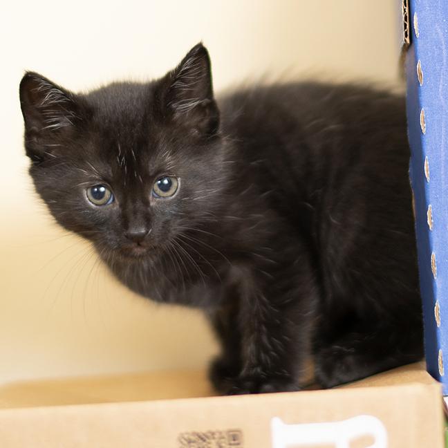 Enlarge Pepper, a ADOPTABLE Domestic Short Hair in Chicago, IL image 2/5