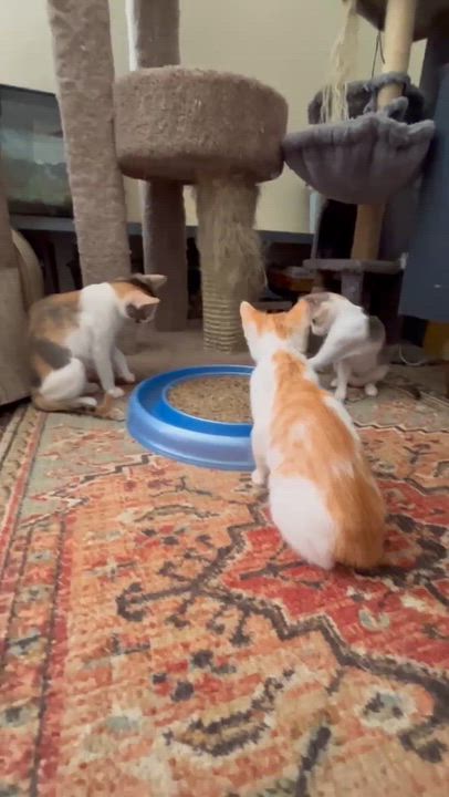 Enlarge Salmon - Sweet and affectionate, a Adoptable Domestic Short Hair in Muskego, WI video 3/6