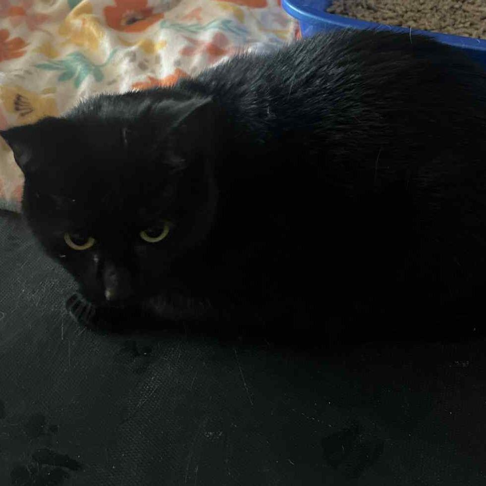 Enlarge Hecate, a Adoptable Domestic Short Hair in Inwood, WV image 1/1