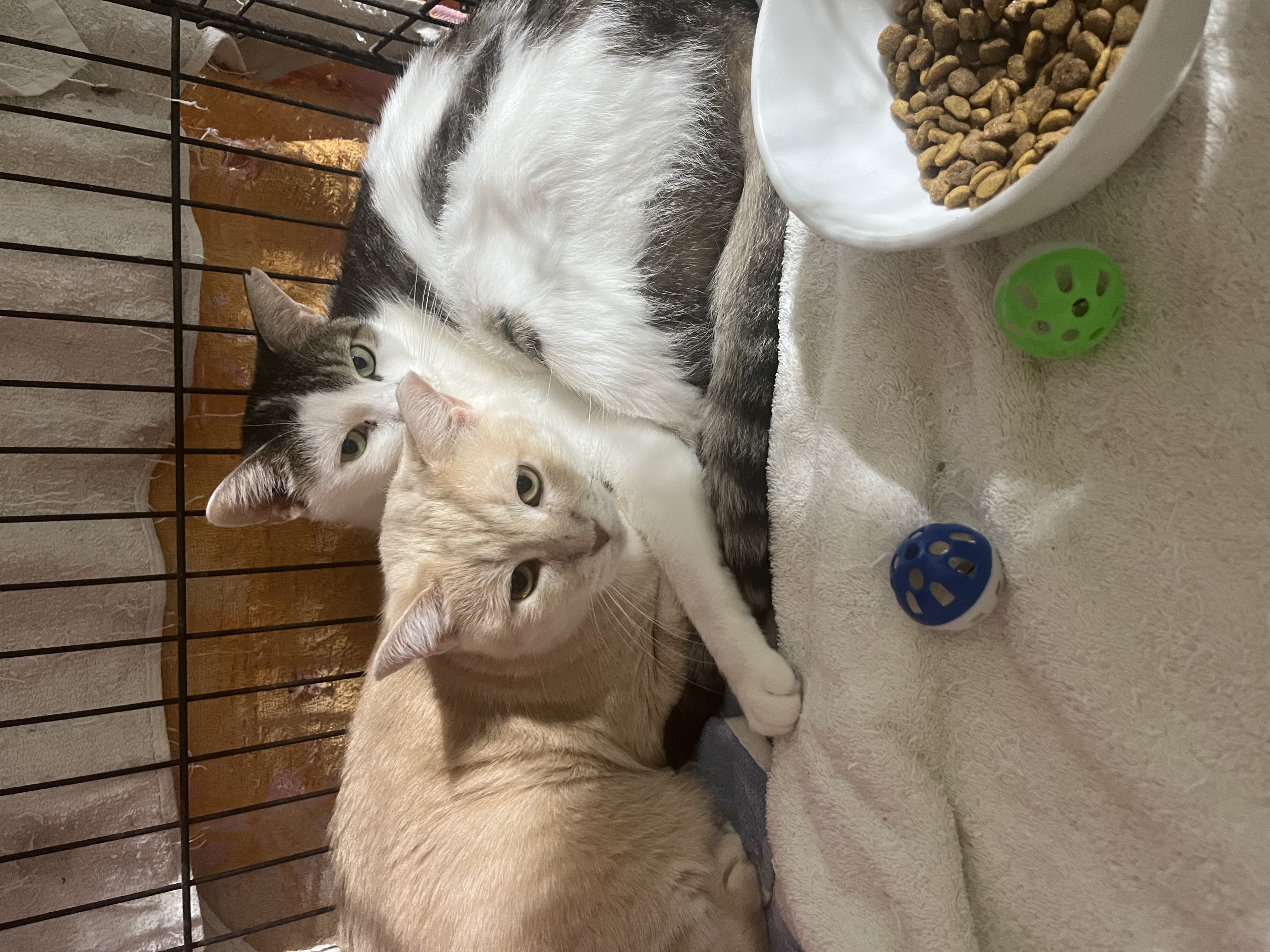 Enlarge Summer and Ella (best friends), an adoptable Domestic Short Hair in Parkland, FL image 1/4