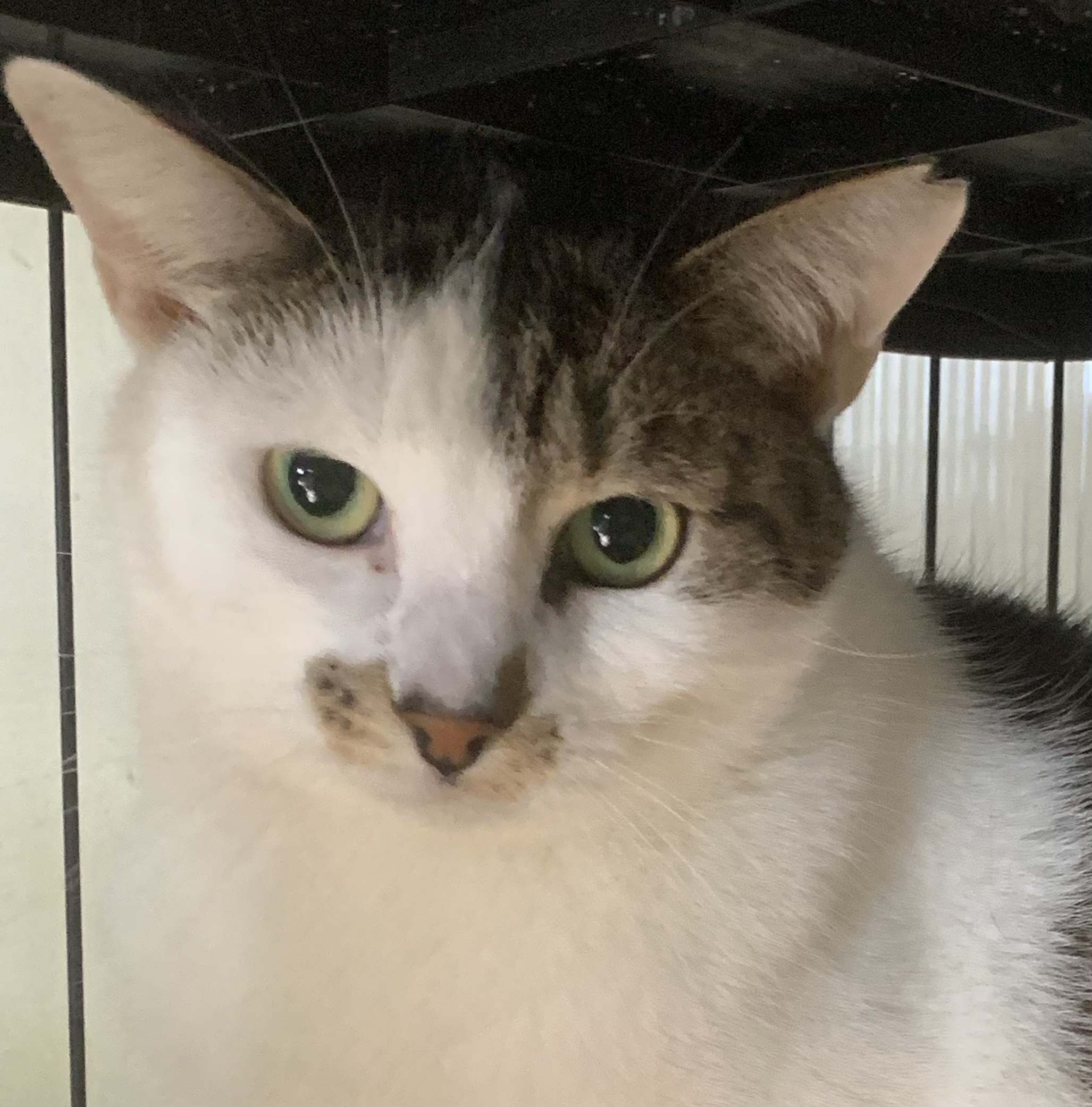 Summer and Ella (best friends), an adoptable Domestic Short Hair in Parkland, FL, 33076 | Photo Image 3