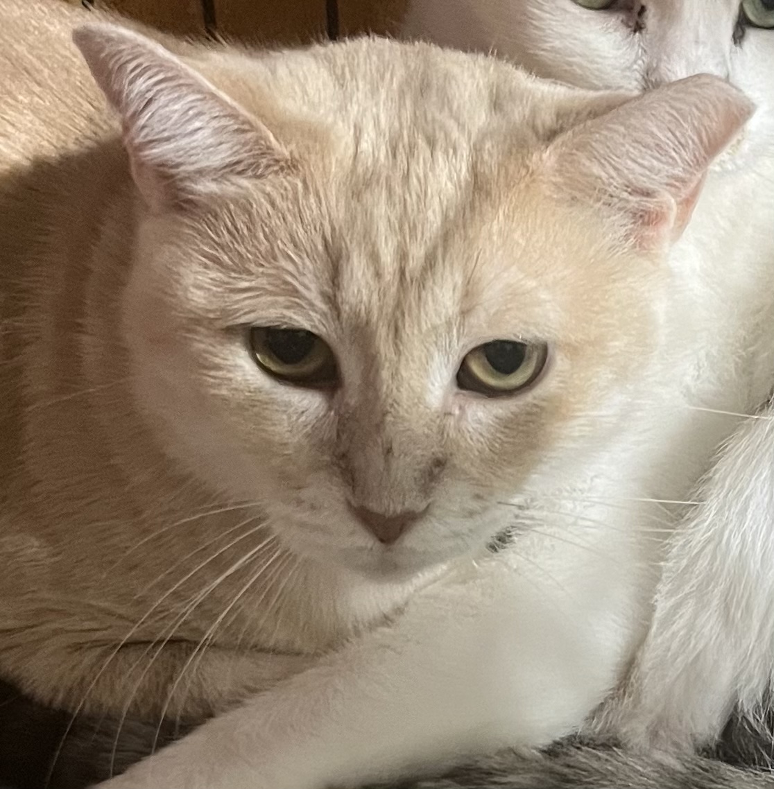 Summer and Ella (best friends), an adoptable Domestic Short Hair in Parkland, FL, 33076 | Photo Image 2