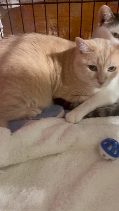 Enlarge Summer and Ella (best friends), an adoptable Domestic Short Hair in Parkland, FL video 4/4