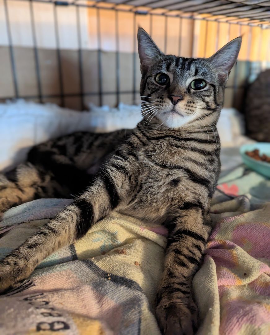 Emerson , Adoptable, Young Female Tabby & Domestic Short Hair.