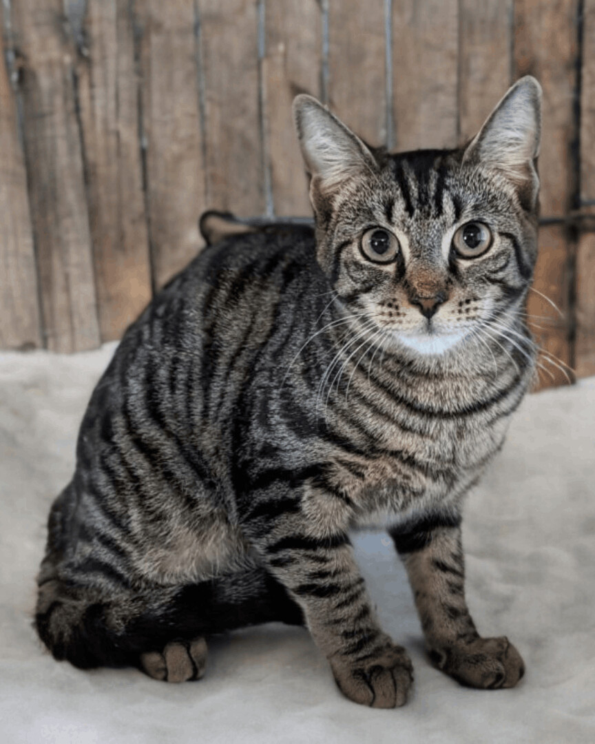 Emerson , a Adoptable mixed breed in Lake Worth, FL image 2/6