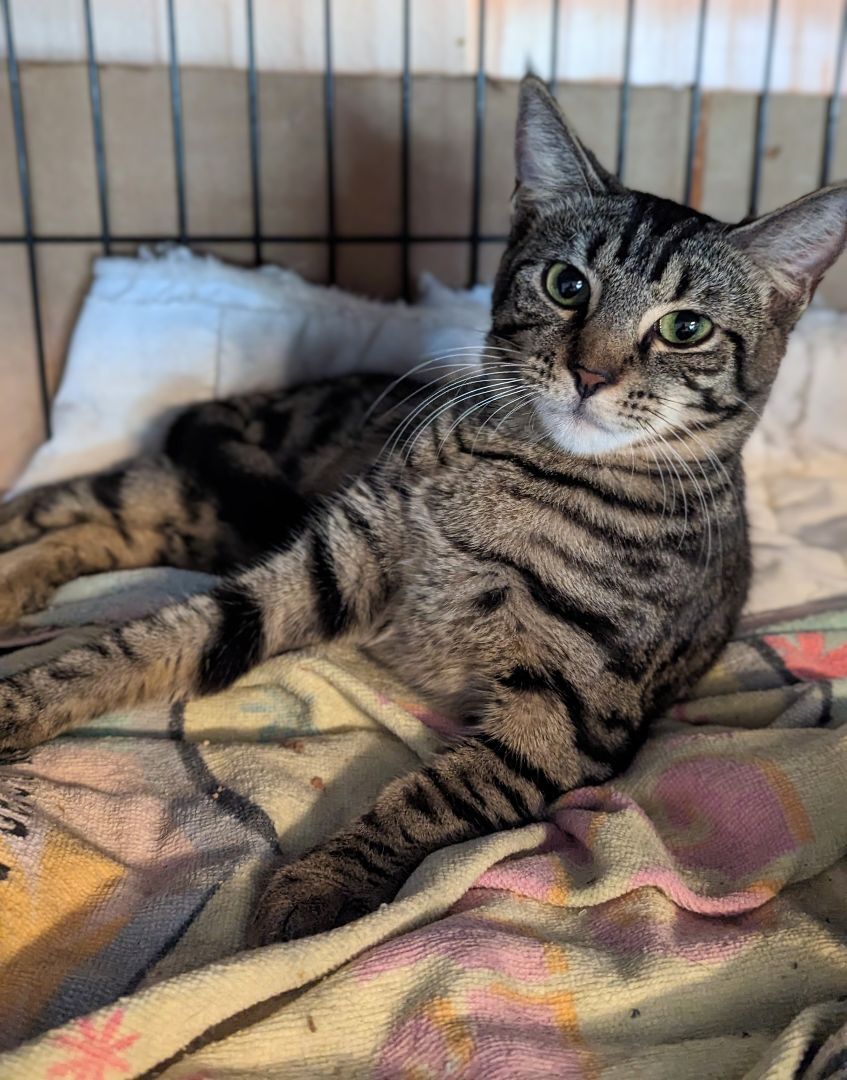 Emerson , a Adoptable mixed breed in Lake Worth, FL image 3/6