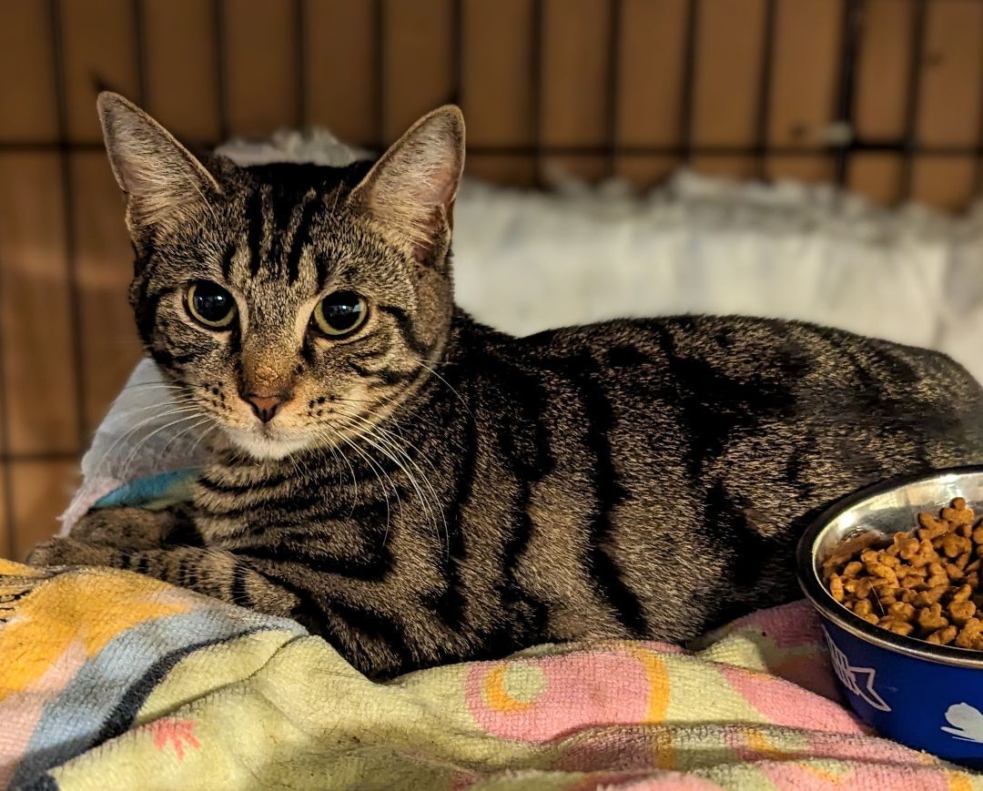 Emerson , a Adoptable mixed breed in Lake Worth, FL image 4/6