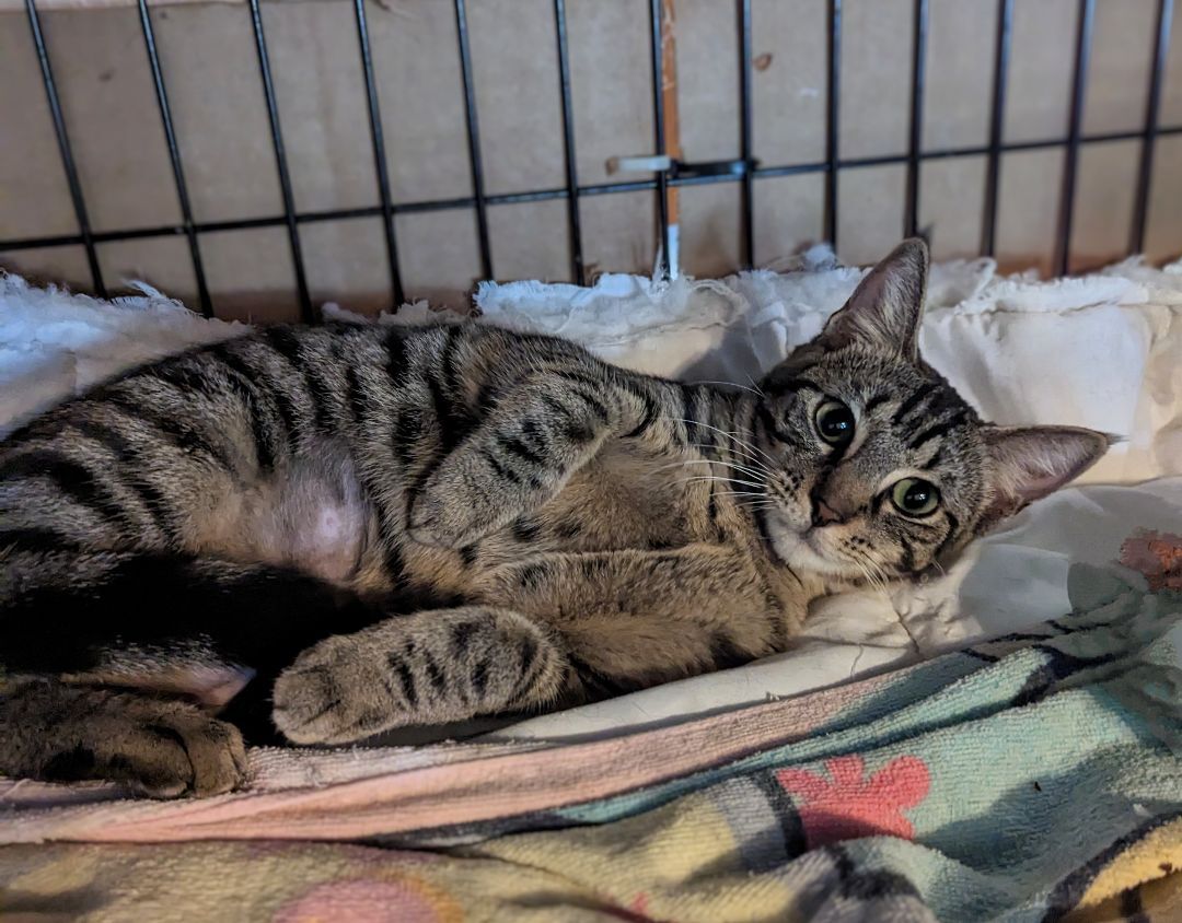 Emerson , a Adoptable mixed breed in Lake Worth, FL image 5/6