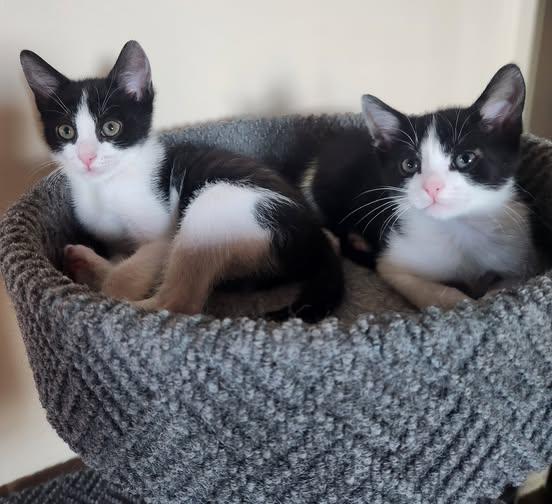 Hugo & Vera, adopted, Kitten Male Tuxedo.