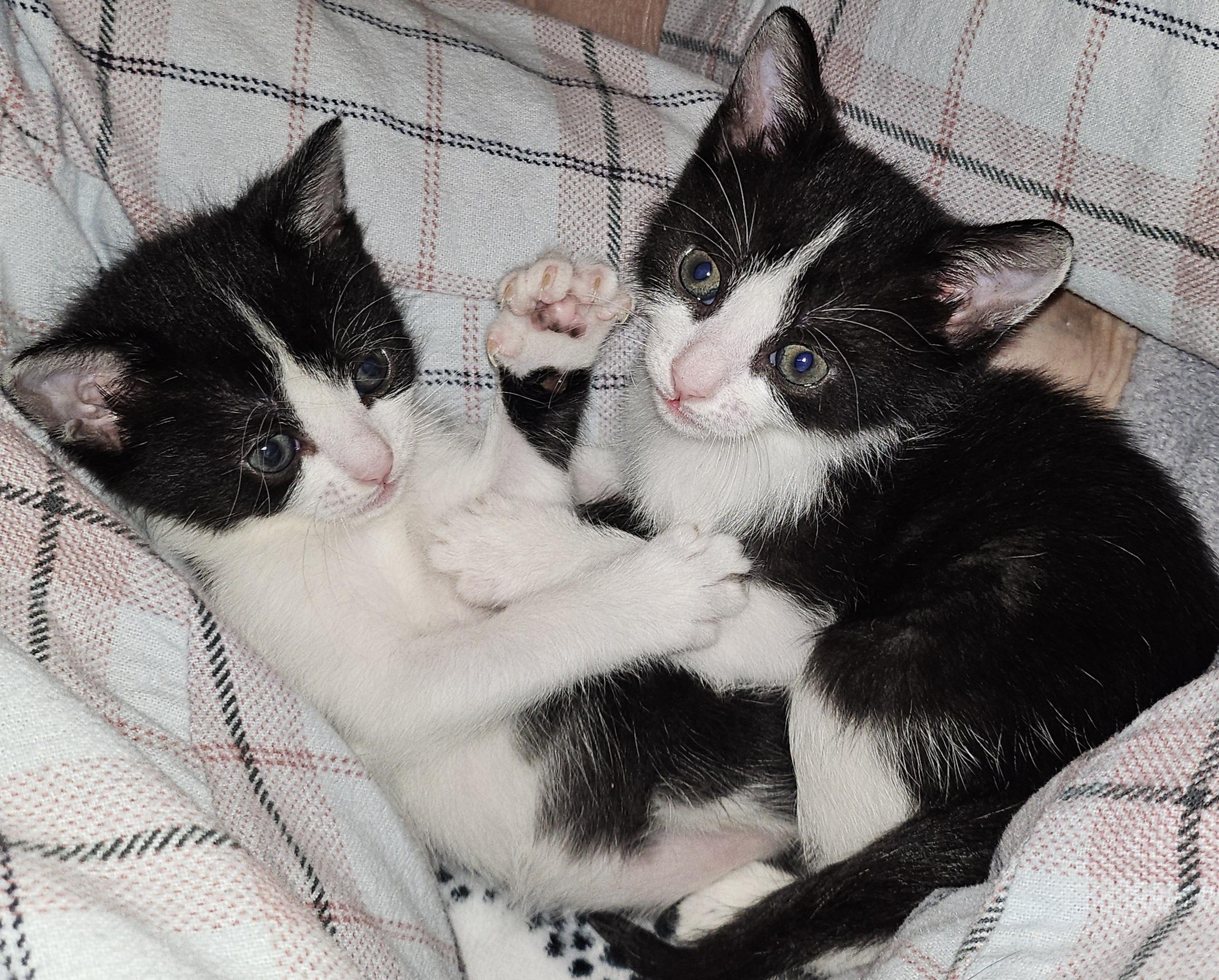 Enlarge Hugo & Vera, a Adoptable Tuxedo in Fort Mill, SC image 2/2