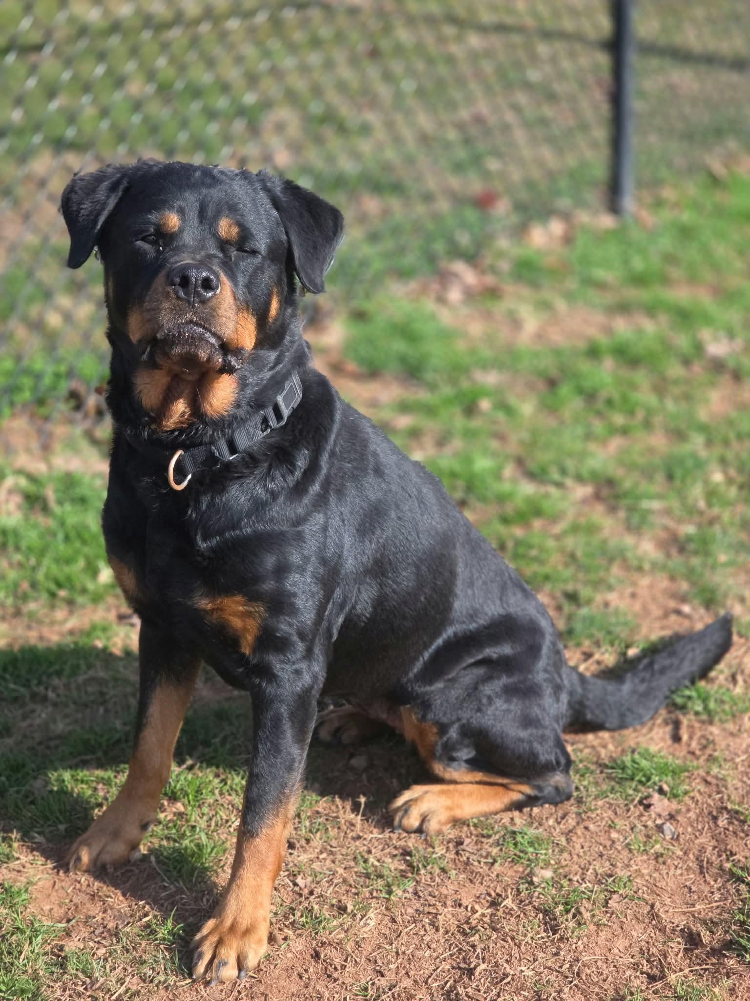 Enlarge Sugarplum, a Adopted Rottweiler in Tonawanda, NY image 2/3