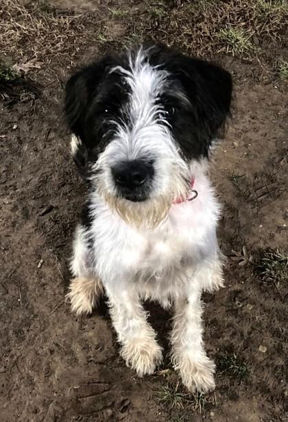 Snoopy, Adoptable, Adult Male Mixed Breed.