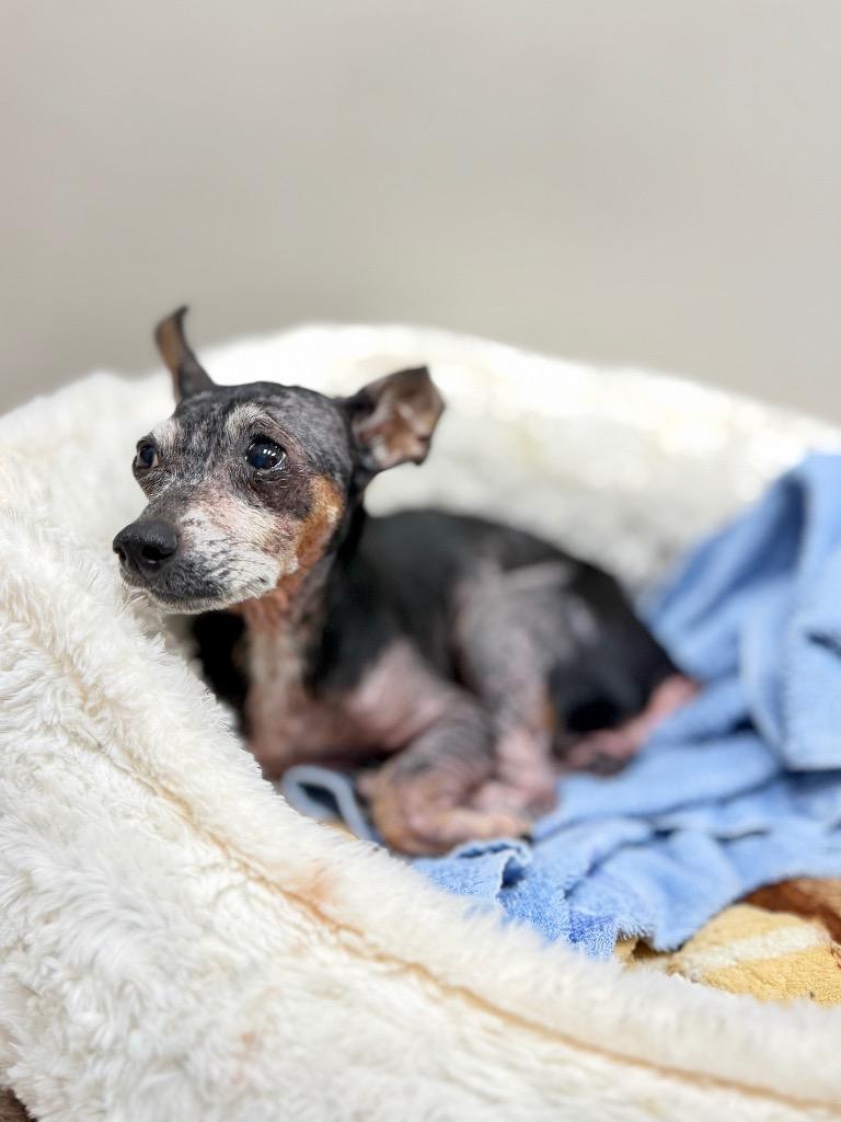 Prue, a Adoptable Chihuahua in Muskegon, MI image 1/2