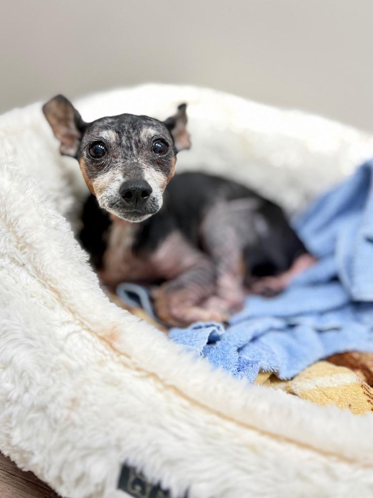 Prue, a Adoptable Chihuahua in Muskegon, MI image 2/2