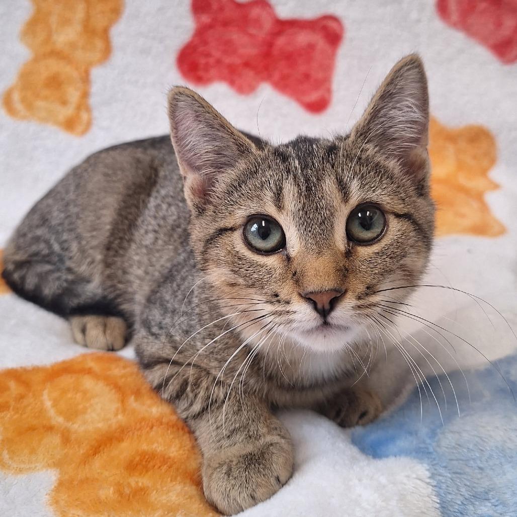 Club Cracker, Adoptable, Kitten Female Domestic Short Hair.
