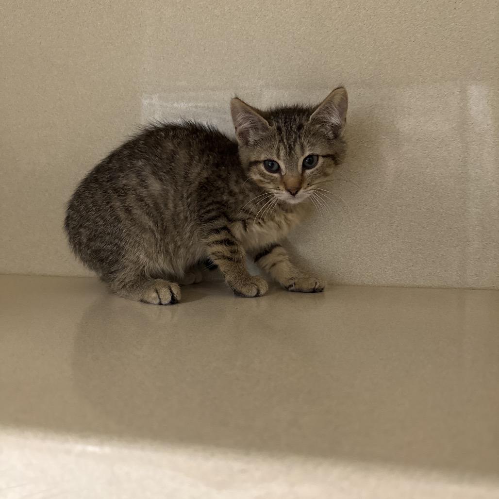 Enlarge Club Cracker, a Adoptable Domestic Short Hair in Attica, NY image 2/2