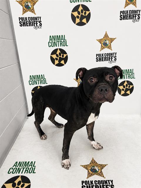 Enlarge NICK, a Adoptable mixed breed in Winter Haven, FL image 1/1