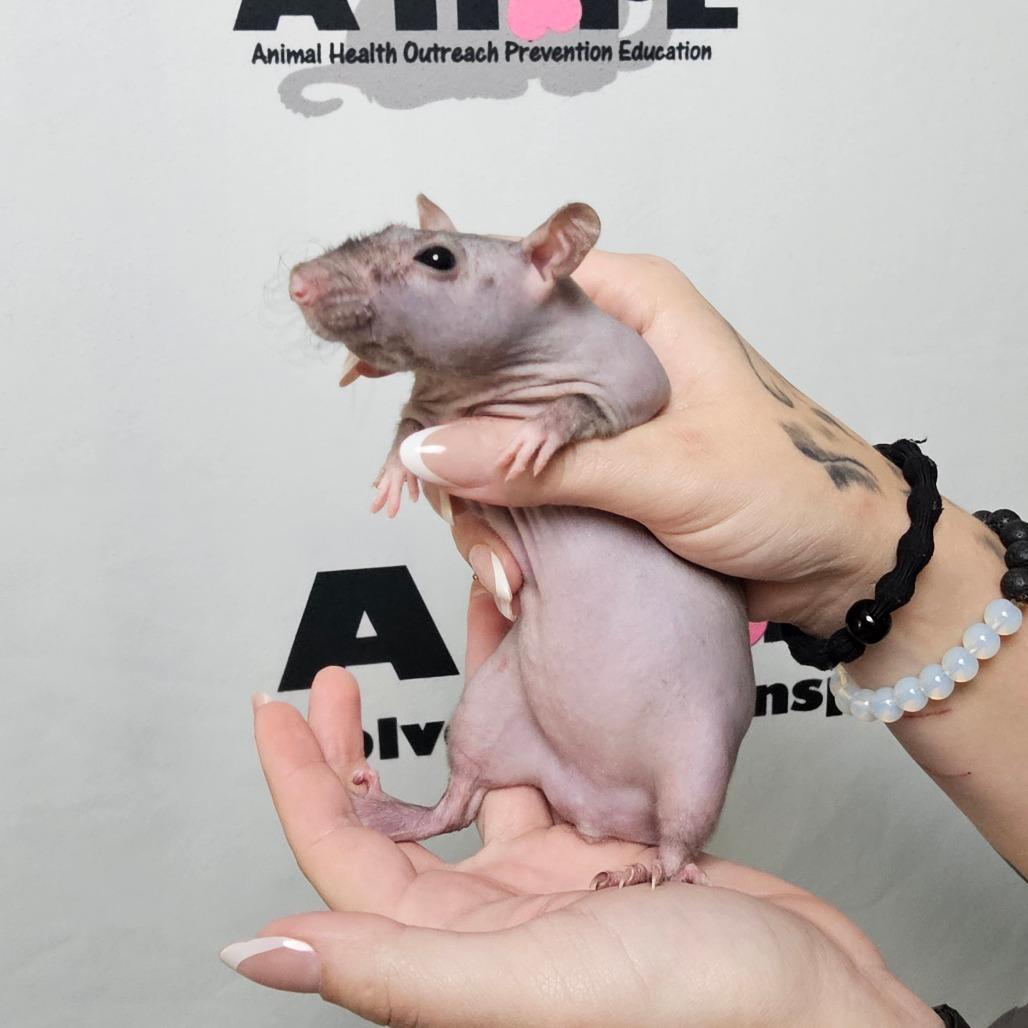 Enlarge Brain, a Adoptable Rat in Milton, FL image 1/4