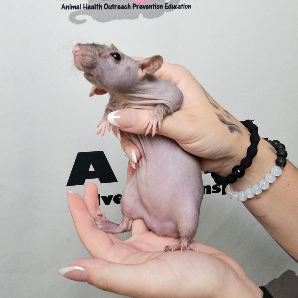 Enlarge Brain, a Adoptable Rat in Milton, FL image 2/4