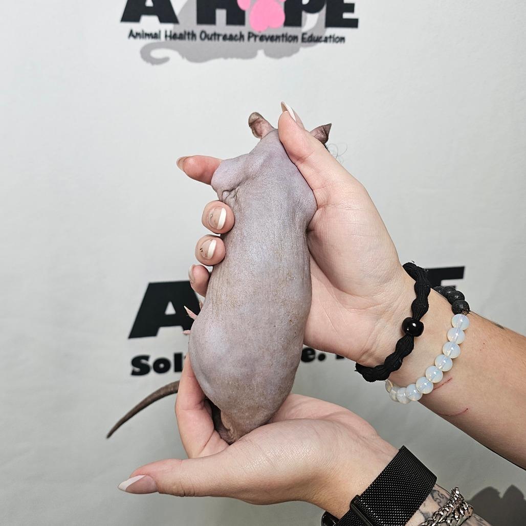 Enlarge Brain, a Adoptable Rat in Milton, FL image 4/4