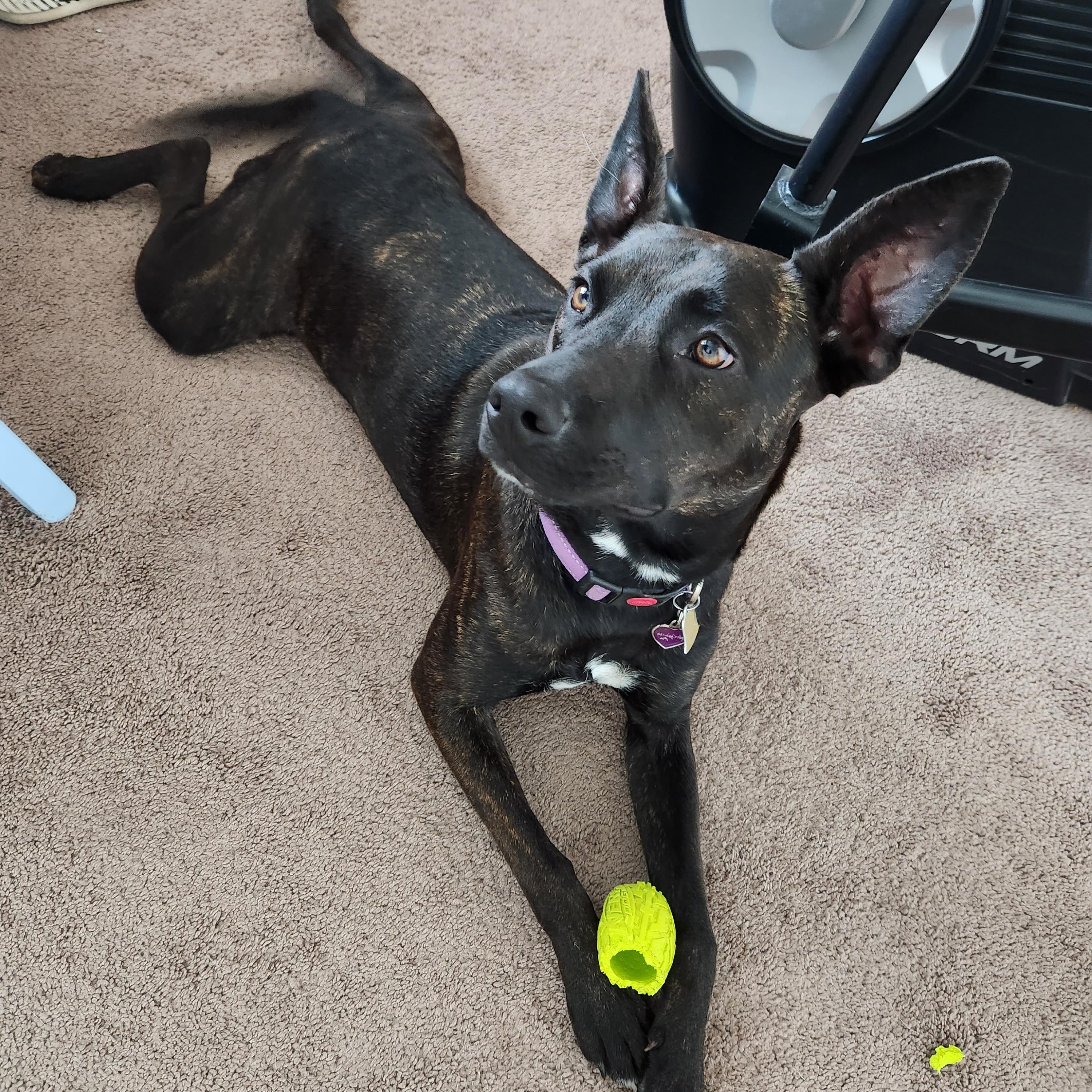 Enlarge Midnight, a Adoptable mixed breed in Bakersfield, CA image 2/4