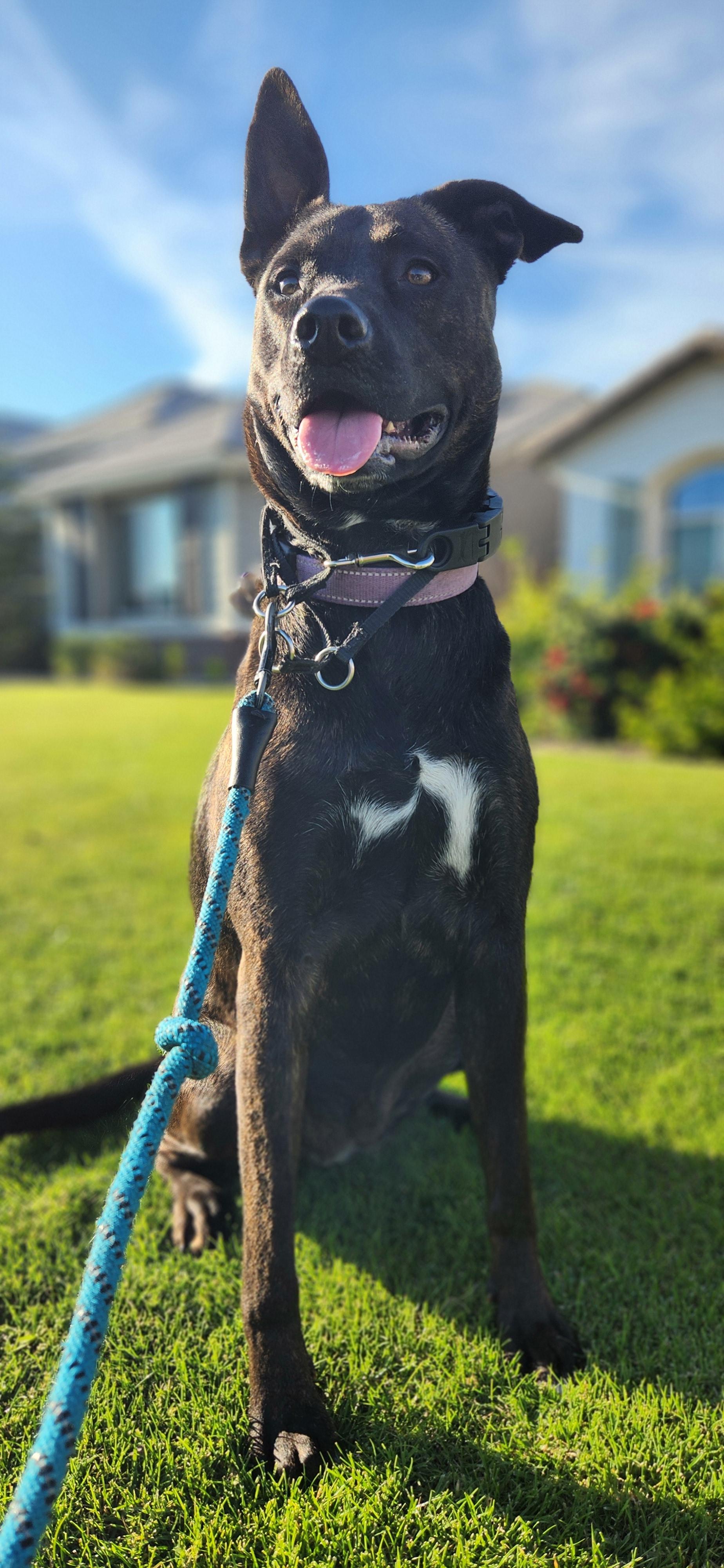 Enlarge Midnight, a Adoptable mixed breed in Bakersfield, CA image 3/4