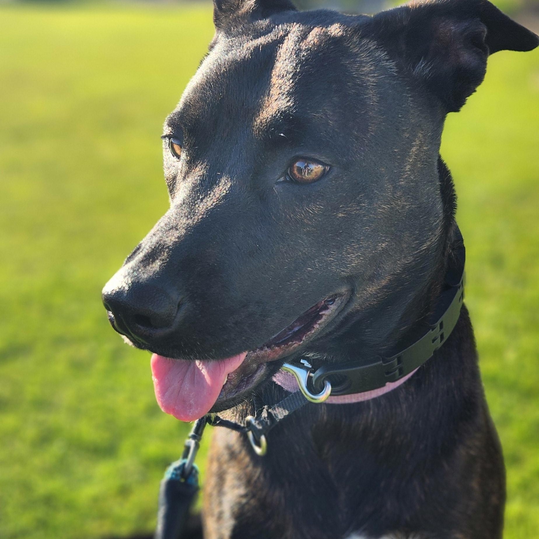 Midnight, Adoptable, Adult Female German Shepherd Dog & American Staffordshire Terrier.