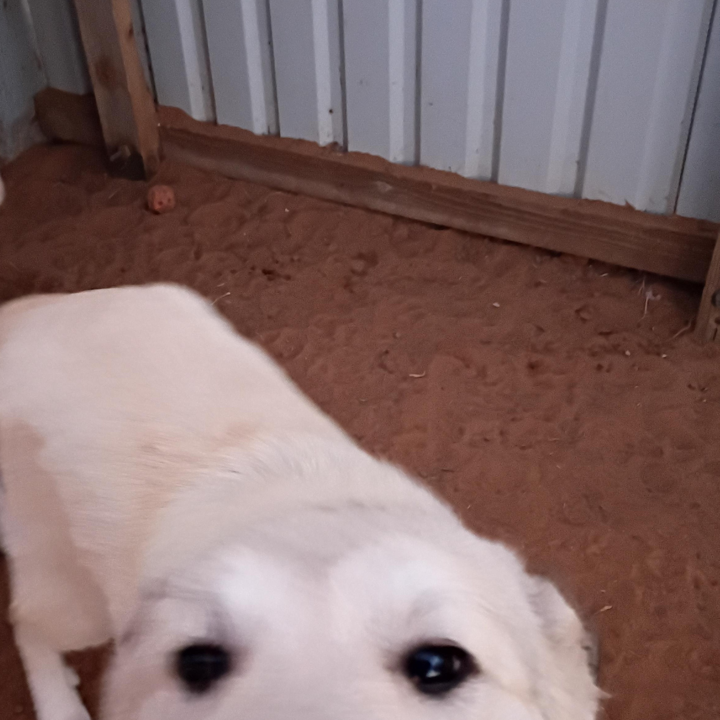 Enlarge Chardany, a Adoptable Great Pyrenees in Anton, TX image 2/2