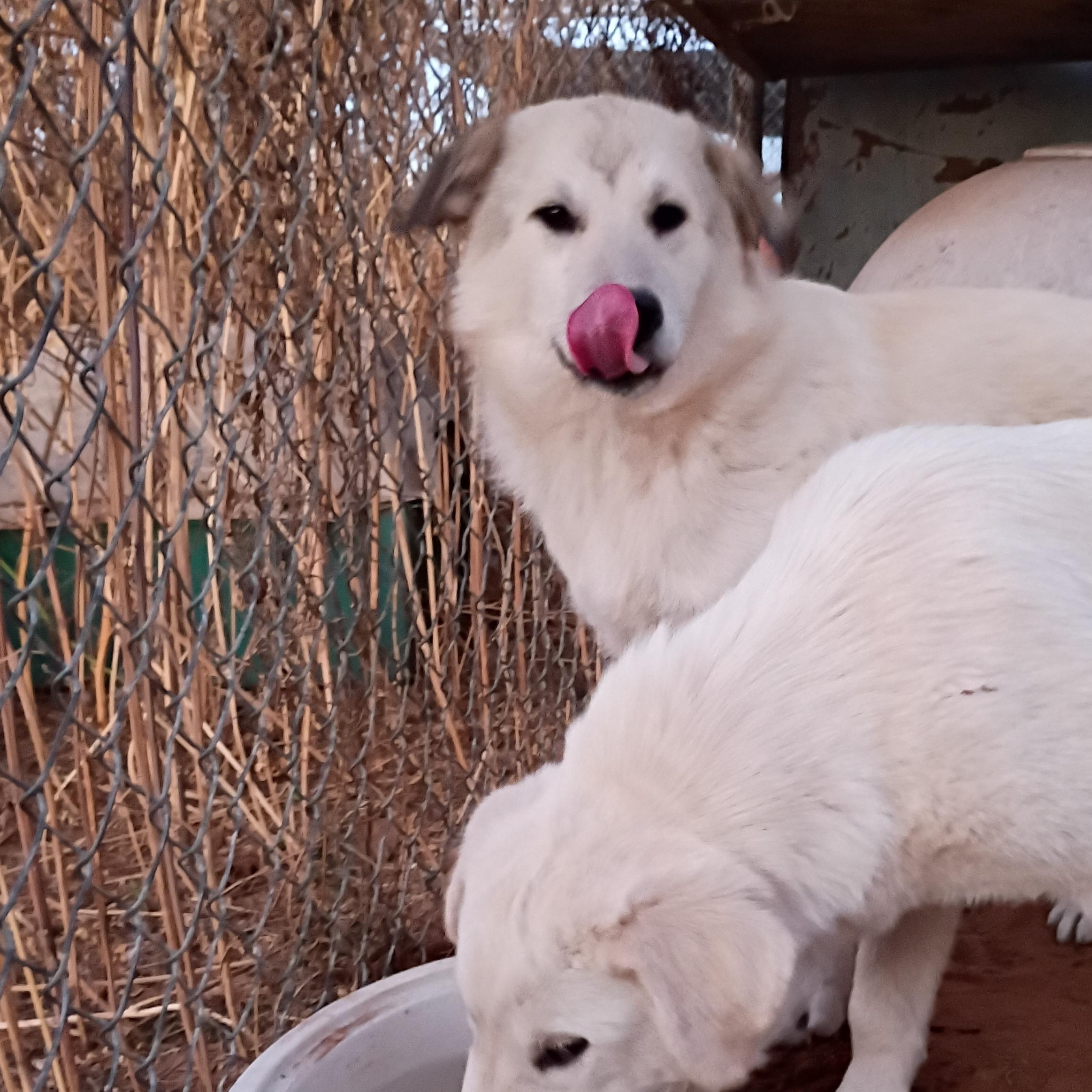 Enlarge Chardany, a Adoptable Great Pyrenees in Anton, TX image 1/2