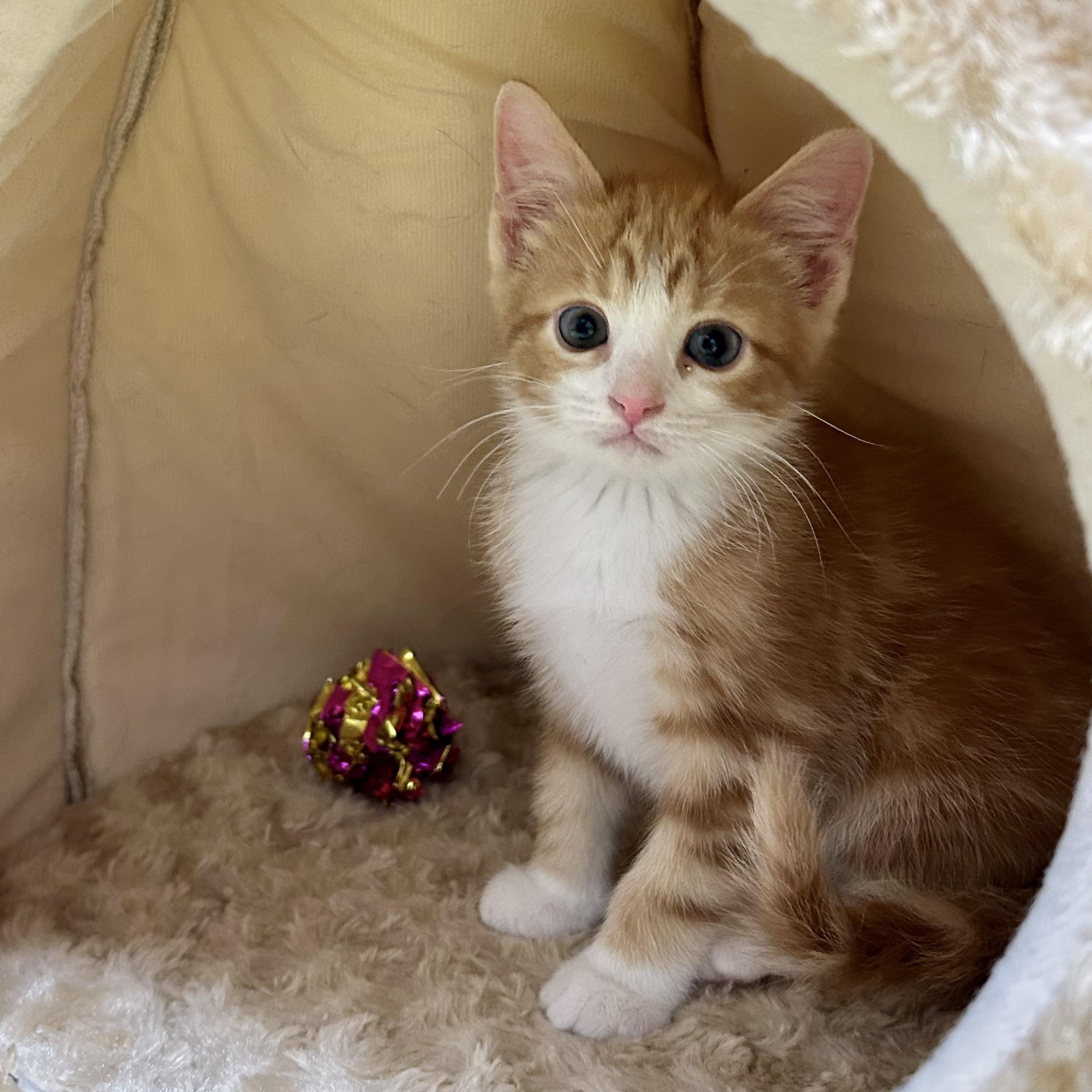 Asics, ADOPTABLE, Kitten Male Tabby.