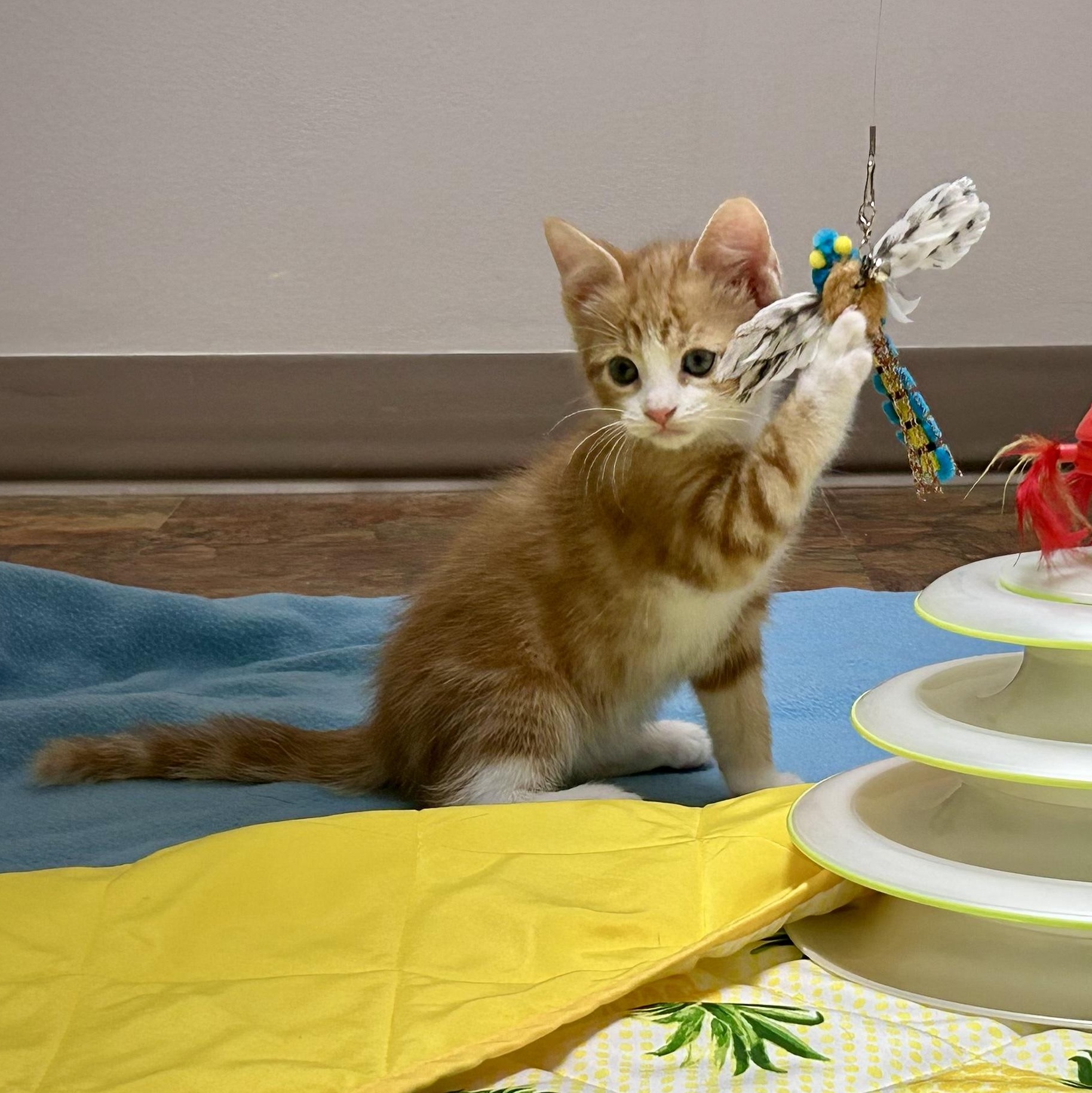 Asics, a ADOPTABLE Tabby in Seymour, TN image 2/2