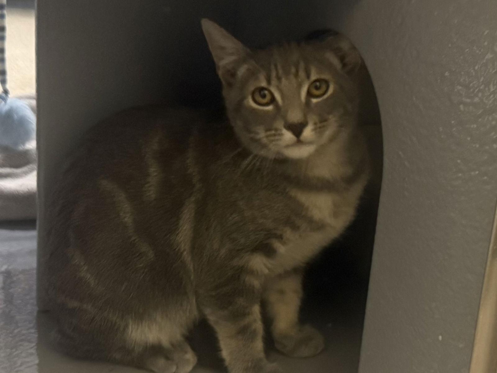 Prince, a Adoptable mixed breed in Phoenix, AZ image 1/2