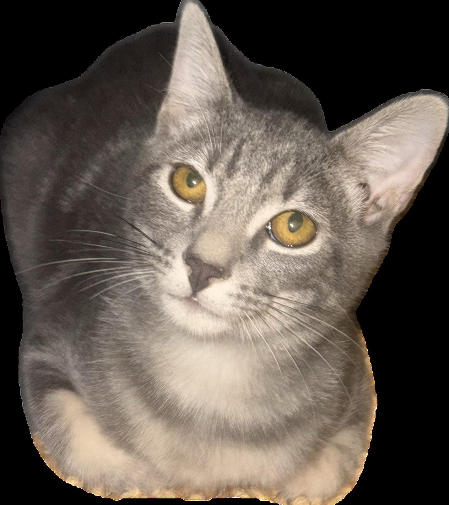 Prince, a Adoptable mixed breed in Phoenix, AZ image 2/2