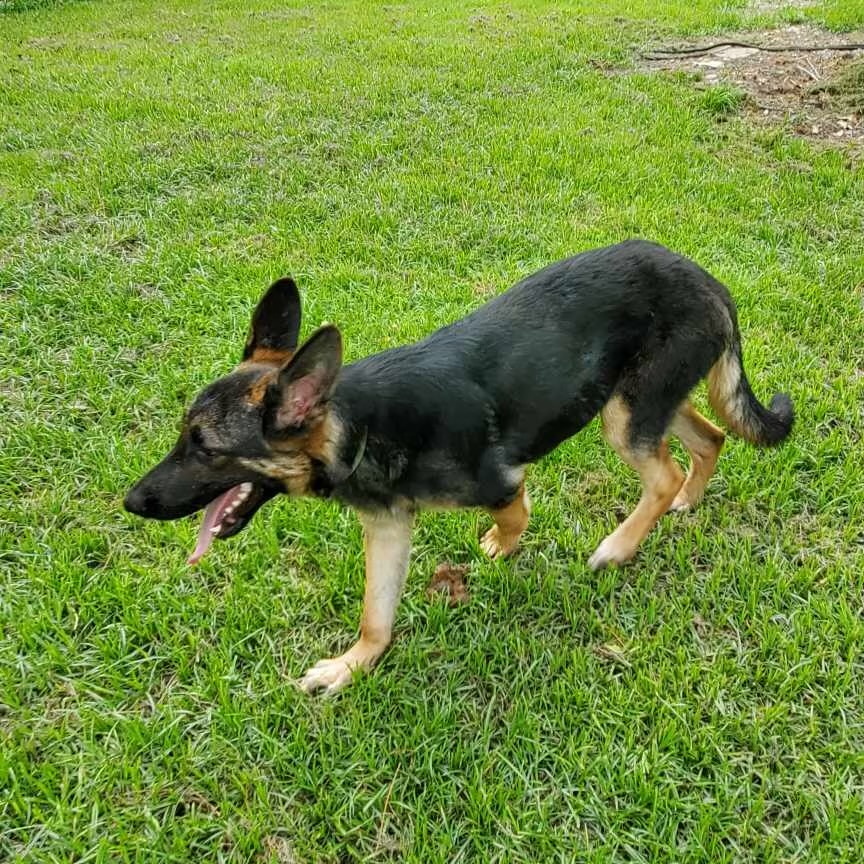 Dog for adoption Bastian dumped to die at one of the highest kill