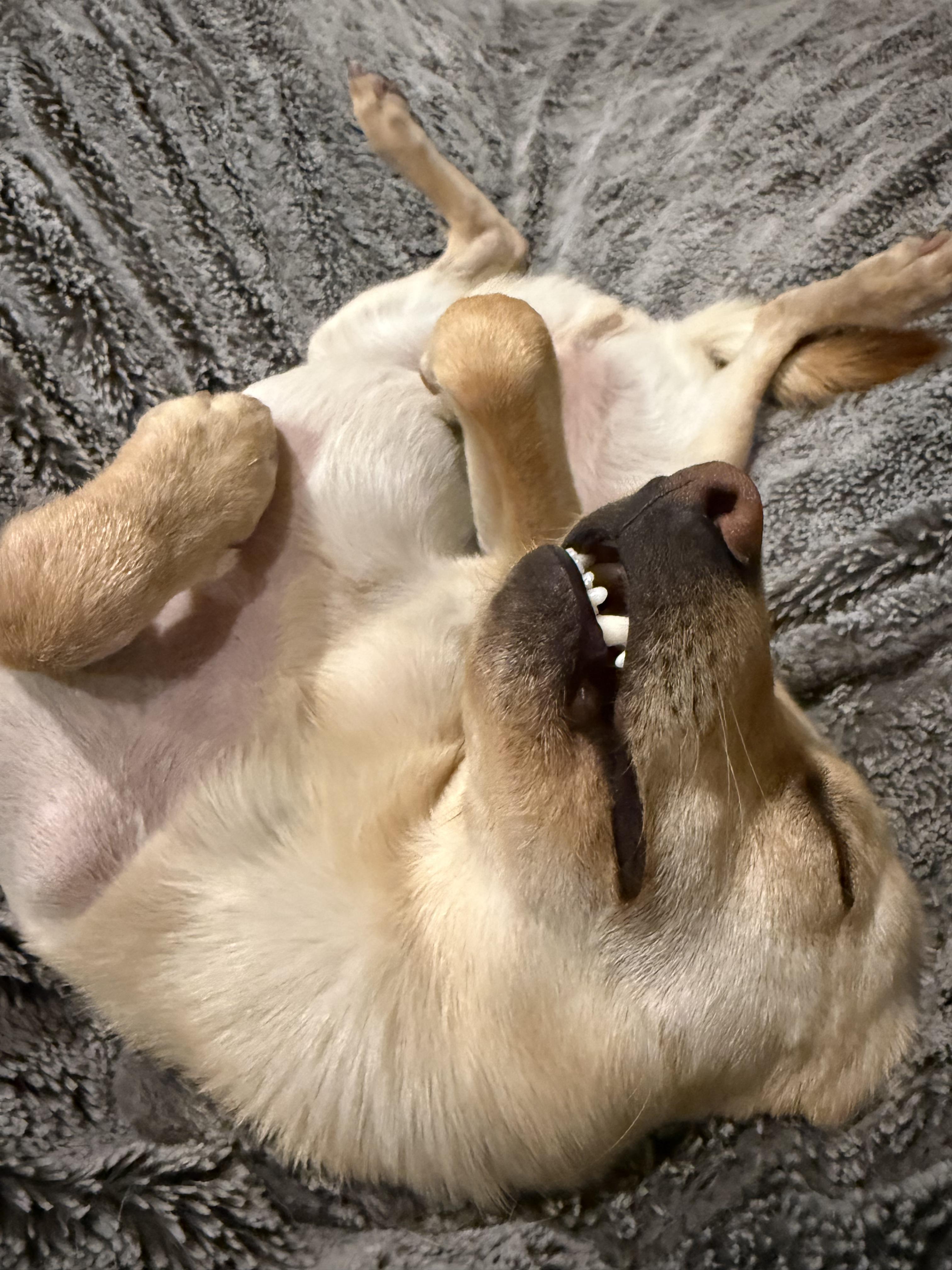 Enlarge Gordon , a Adoptable mixed breed in Henderson, NV image 5/5