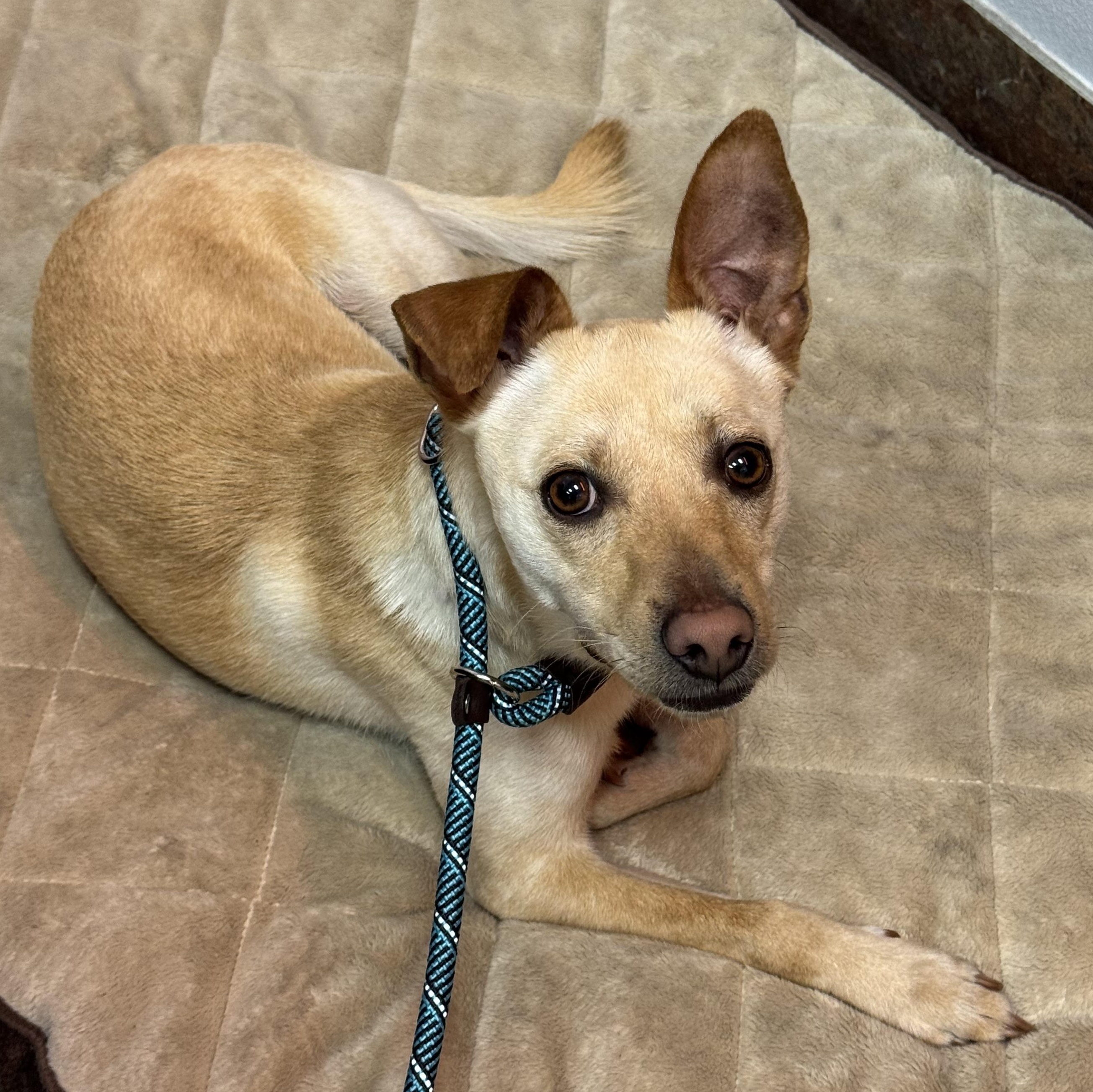 Enlarge Gordon , a Adoptable mixed breed in Henderson, NV image 1/5