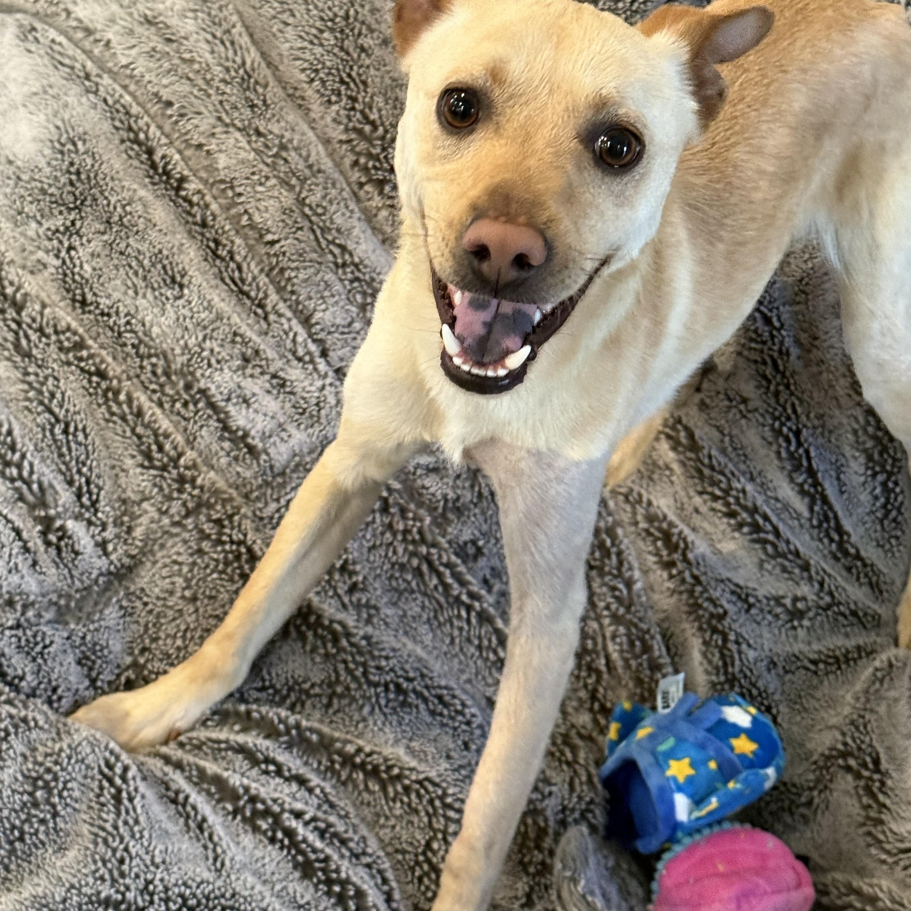 Enlarge Gordon , a Adoptable mixed breed in Henderson, NV image 3/3