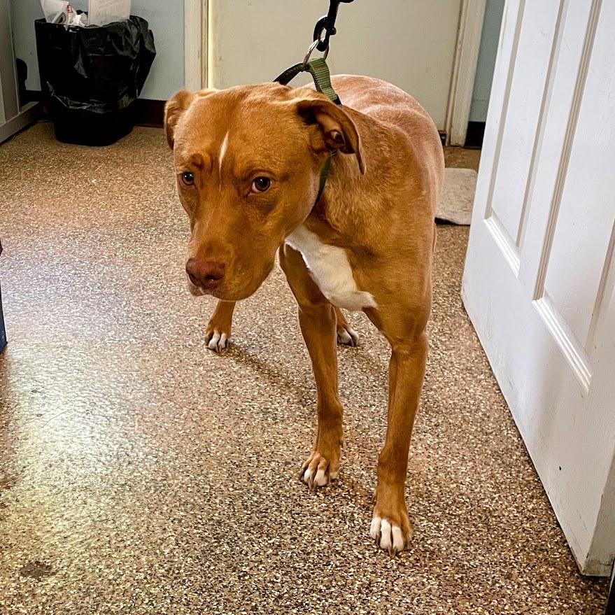 Archer — thumbnail 3