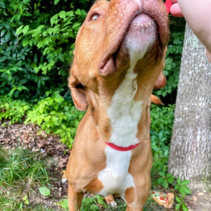 Archer — thumbnail 4