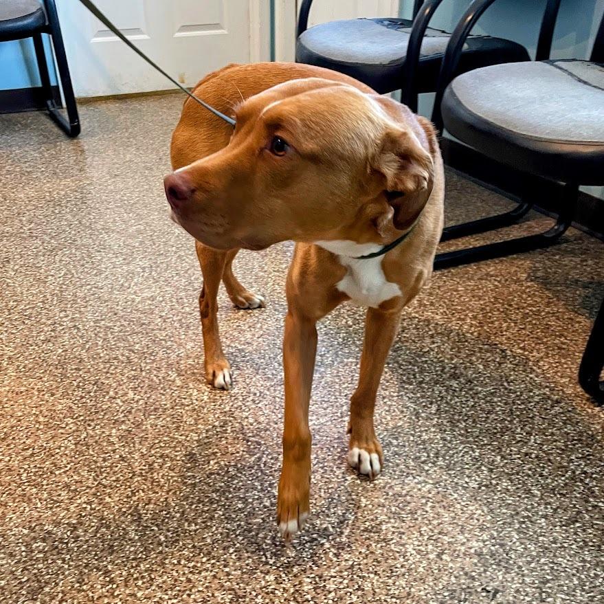 Archer — thumbnail 5