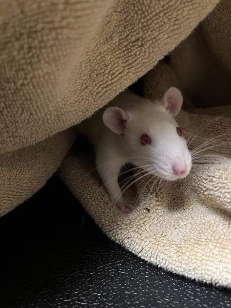 Poinsettia - Companion To Oak, Adoptable, Baby Female Rat.
