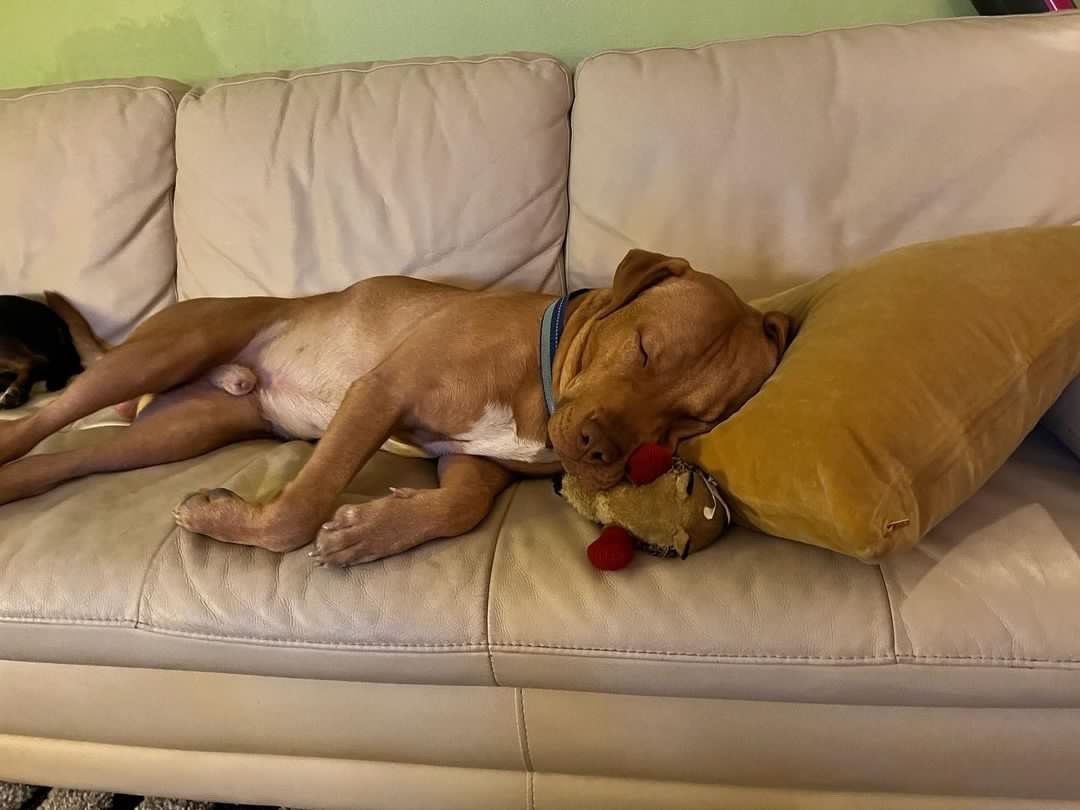 Enlarge Sebastian, a Adopted mixed breed in Los Angeles, CA image 1/6