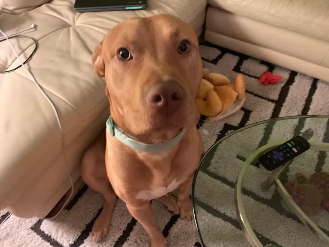 Enlarge Sebastian, a Adopted mixed breed in Los Angeles, CA image 2/6