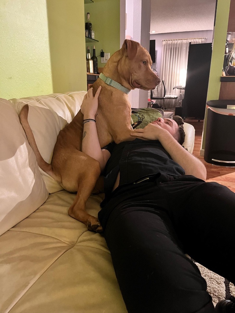 Enlarge Sebastian, a Adopted mixed breed in Los Angeles, CA image 3/6