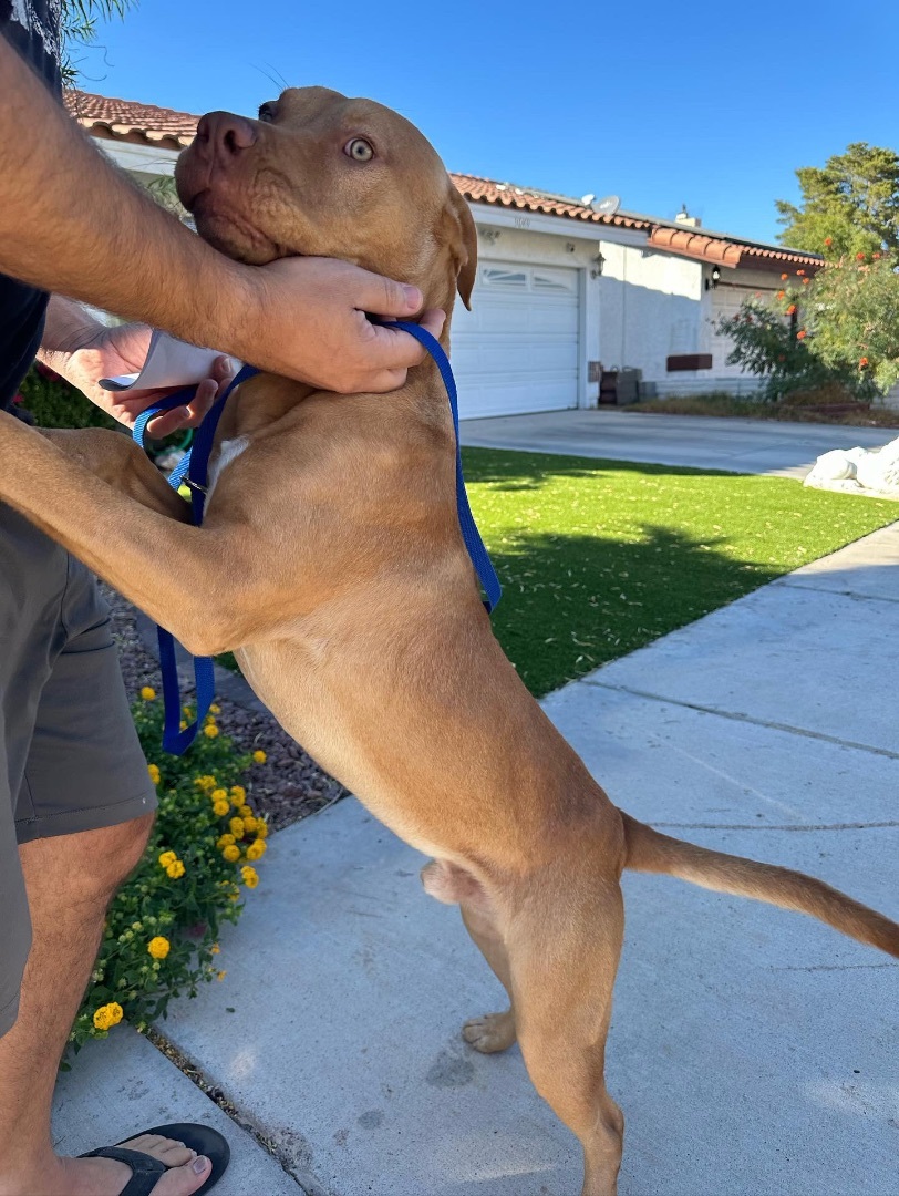 Enlarge Sebastian, a Adopted mixed breed in Los Angeles, CA image 4/6